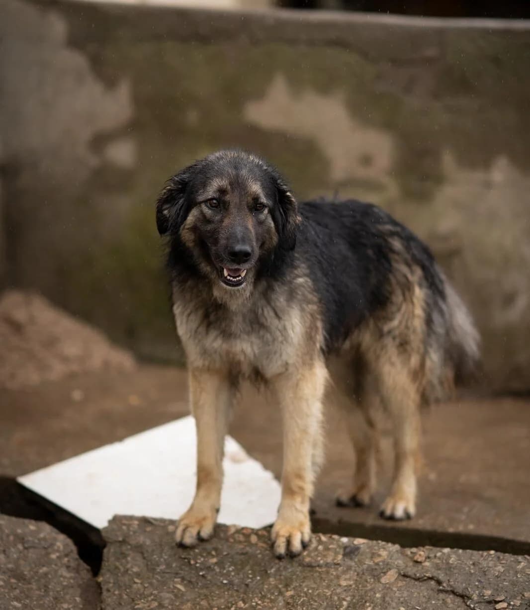 Thorben, male young Mixed Breed for adoption at Kleine & große Pfoten e.V., Germany (national, Bulgaria rescue focus)