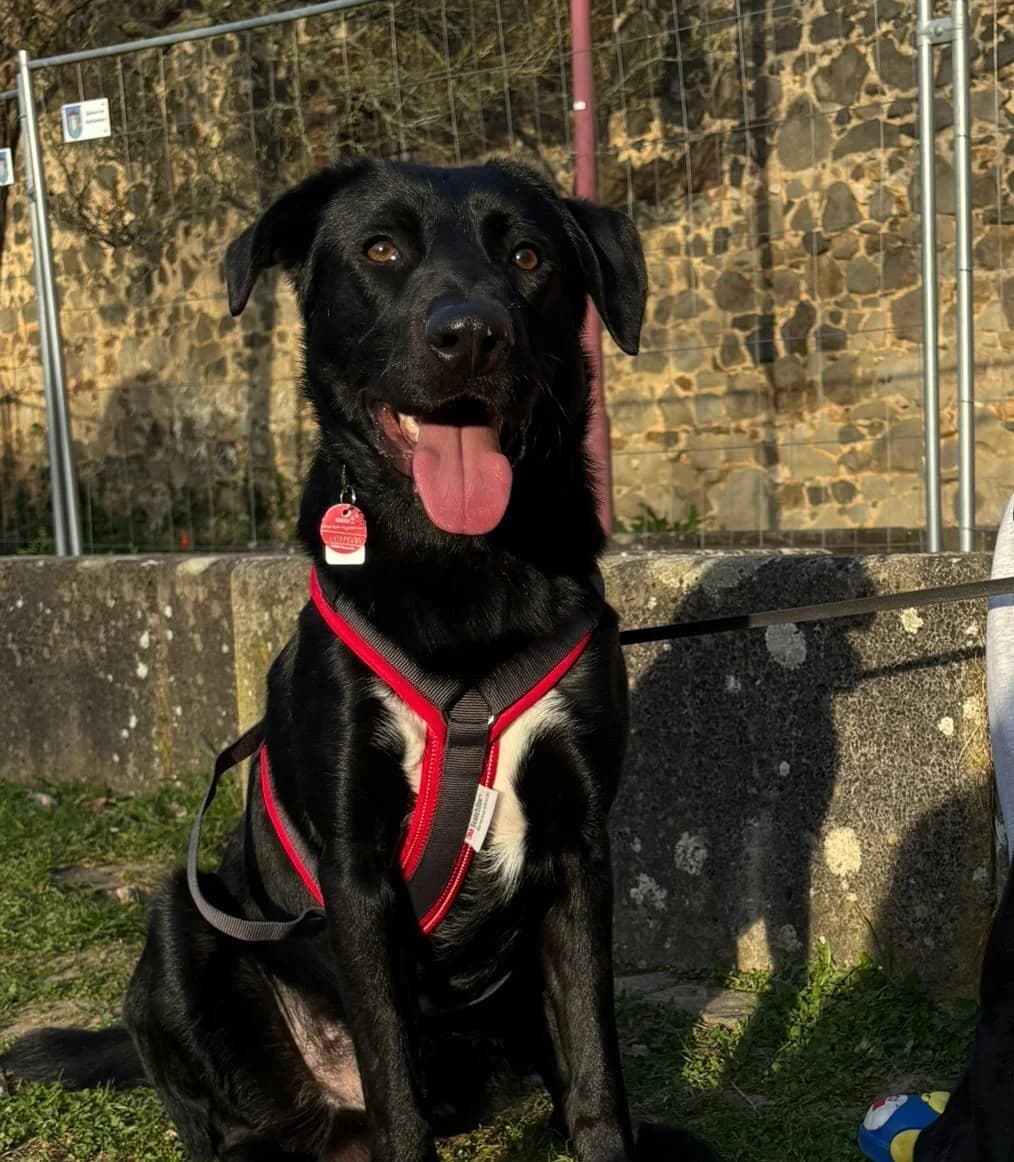 Fio, male young Mixed Breed for adoption at Kleine & große Pfoten e.V., Germany (national, Bulgaria rescue focus)