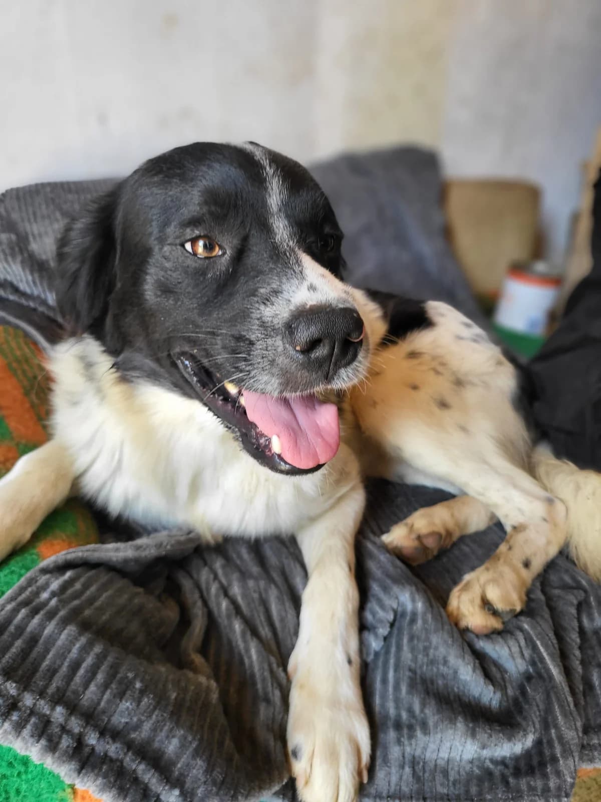 Milo, male young Mixed Breed for adoption at Kleine & große Pfoten e.V., Germany (national, Bulgaria rescue focus)