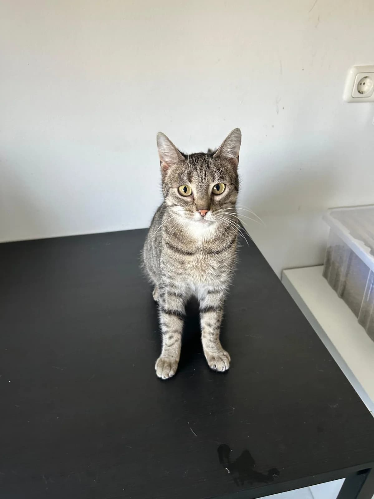 India, female 4yo Mixed Breed for adoption at Kleine & große Pfoten e.V., Germany (national, Bulgaria rescue focus)