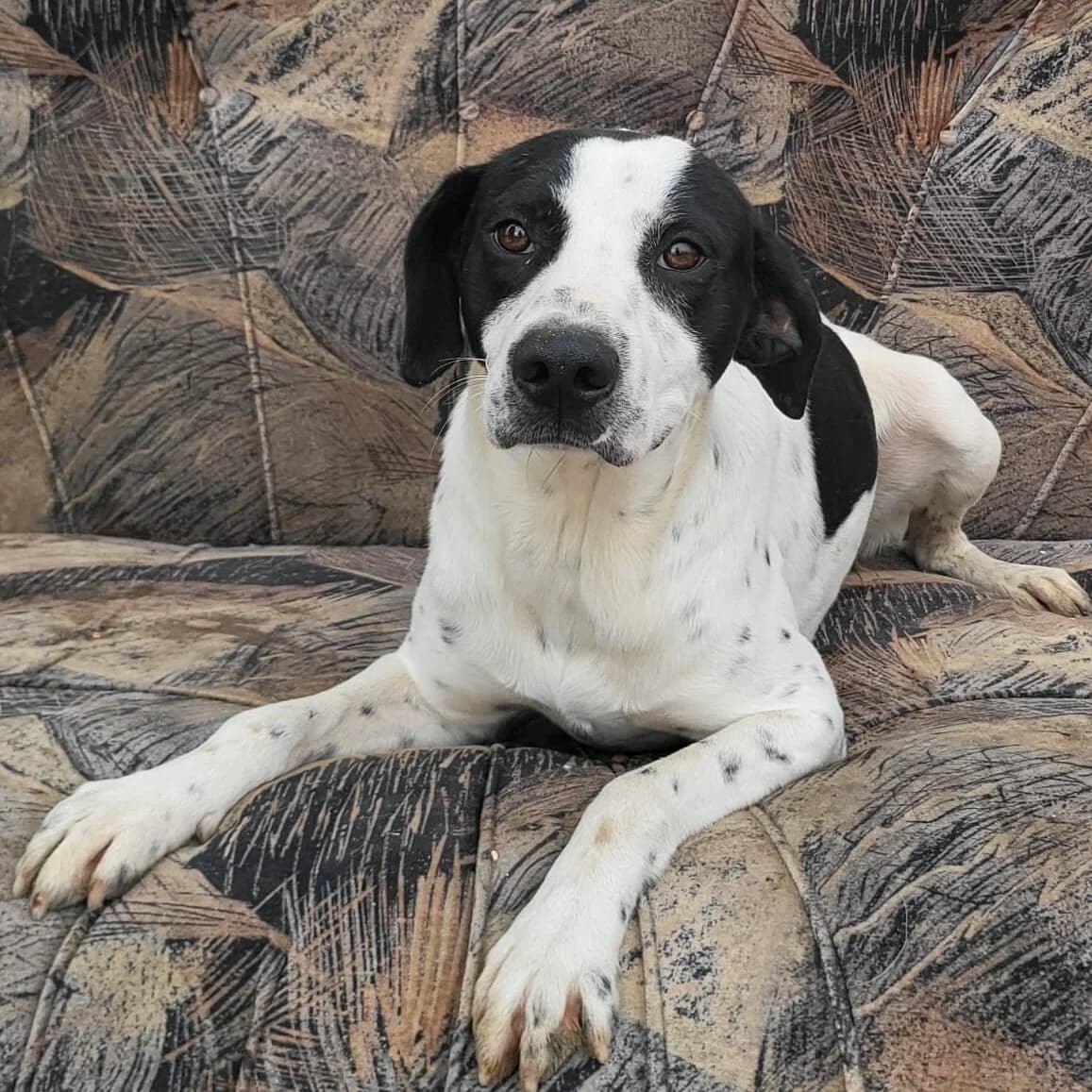 Pepper, male young Mixed Breed for adoption at Kleine & große Pfoten e.V., Germany (national, Bulgaria rescue focus)