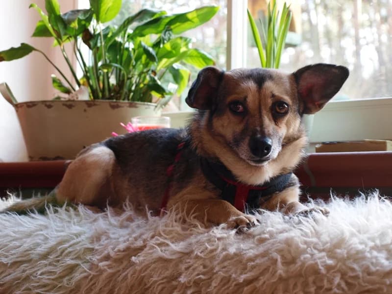 Lotti,  Mixed Breed for adoption at Kleiner Gnadenhof e.V., Schwaan / OT Letschow