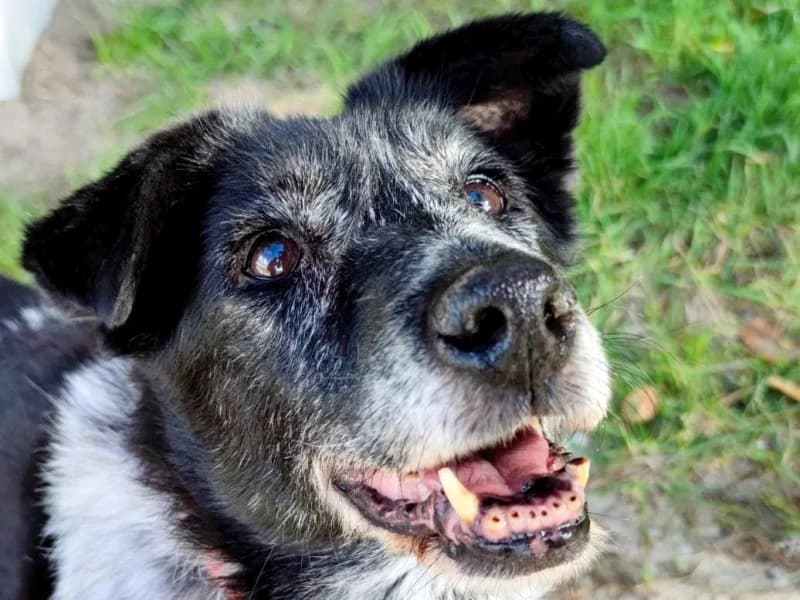 Pupi,  Mixed Breed for adoption at Kleiner Gnadenhof e.V., Schwaan / OT Letschow