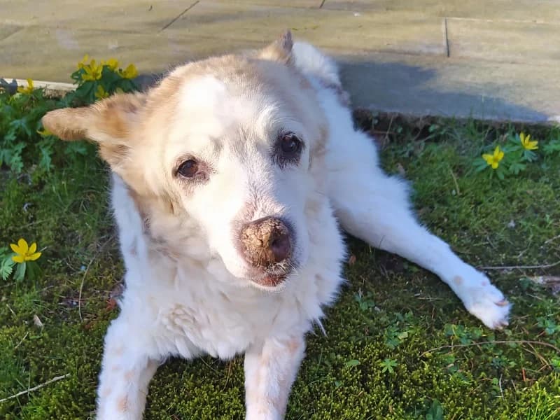 Stacy, female Mixed Breed for adoption at Kleiner Gnadenhof e.V., Schwaan / OT Letschow