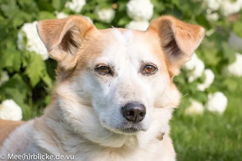 Gola, male senior Mixed Breed for adoption at Kleiner Gnadenhof e.V., Schwaan / OT Letschow