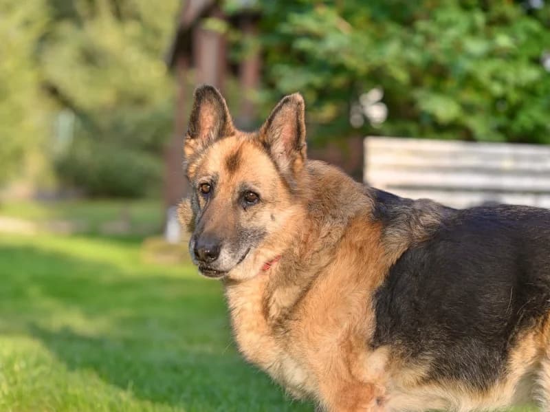 Dascha, female Mixed Breed for adoption at Kleiner Gnadenhof e.V., Schwaan / OT Letschow