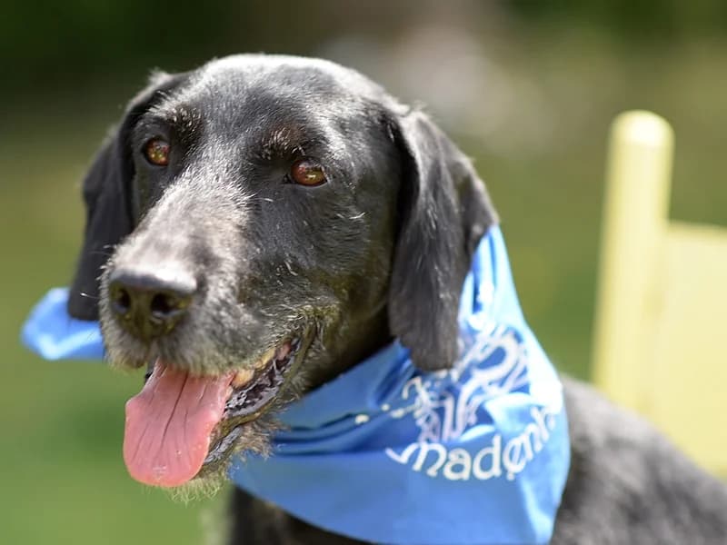 Tedd, female Mixed Breed for adoption at Kleiner Gnadenhof e.V., Schwaan / OT Letschow