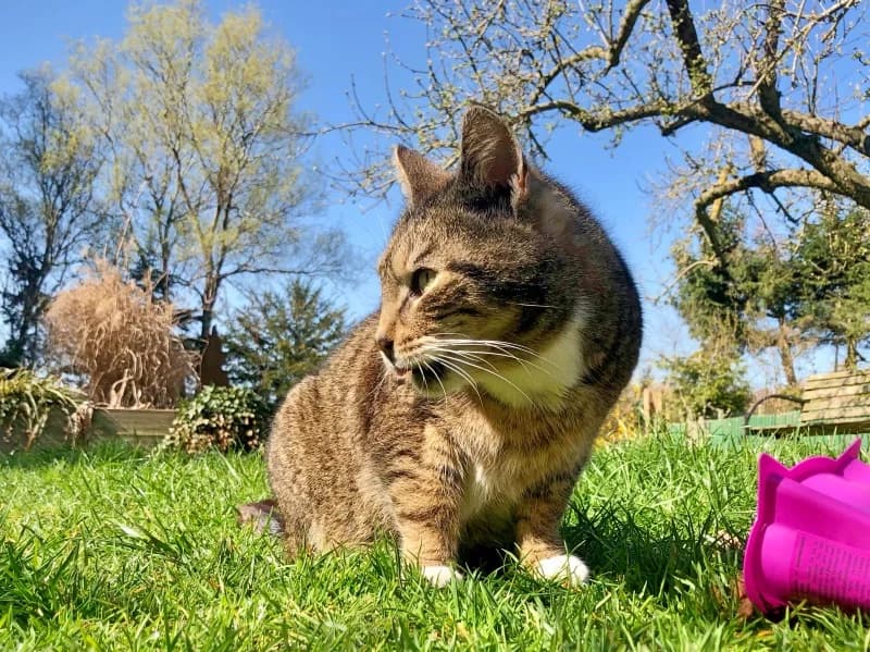 Peterchen, male Mixed Breed for adoption at Kleiner Gnadenhof e.V., Schwaan / OT Letschow