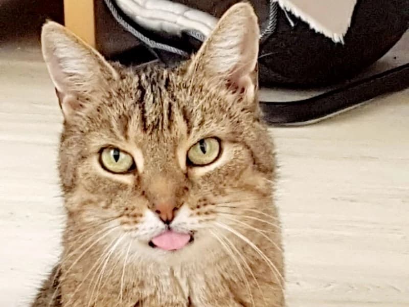 Bo jetzt Bolli, male Mixed Breed for adoption at Kleiner Gnadenhof e.V., Schwaan / OT Letschow