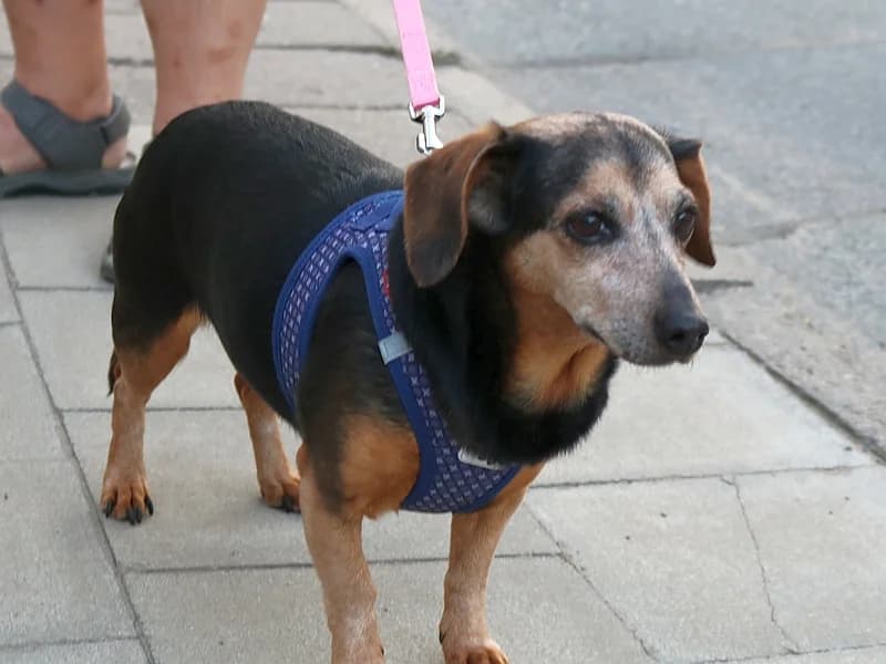 Tessy, female Mixed Breed for adoption at Kleiner Gnadenhof e.V., Schwaan / OT Letschow