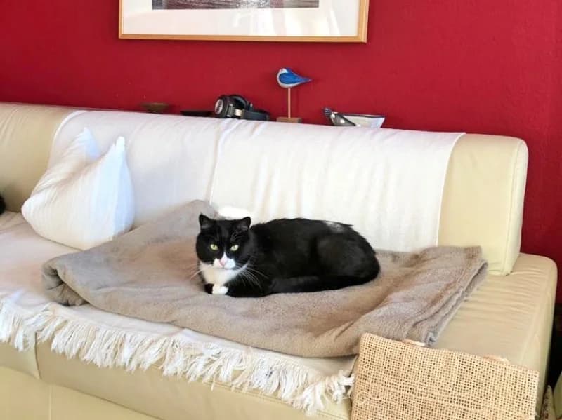 Felix, früher Naseweis, male Mixed Breed for adoption at Kleiner Gnadenhof e.V., Schwaan / OT Letschow