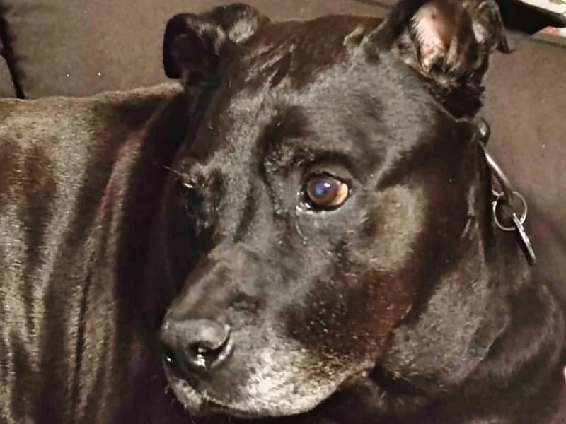Bonzo, male 6yo Mixed Breed for adoption at Kleiner Gnadenhof e.V., Schwaan / OT Letschow