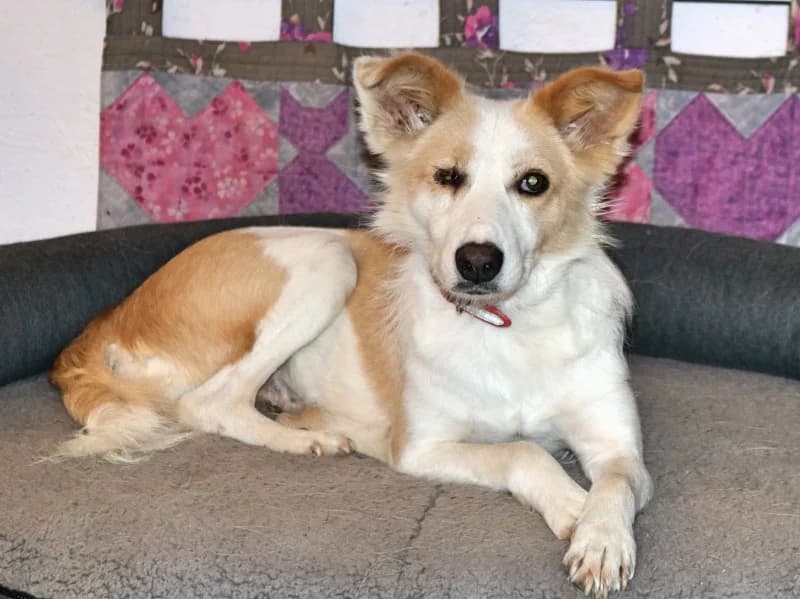 Romy, female 6yo Mixed Breed for adoption at Kleiner Gnadenhof e.V., Schwaan / OT Letschow