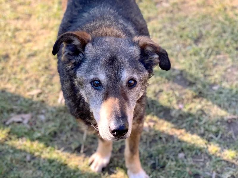 Lupus,  Mixed Breed for adoption at Kleiner Gnadenhof e.V., Schwaan / OT Letschow