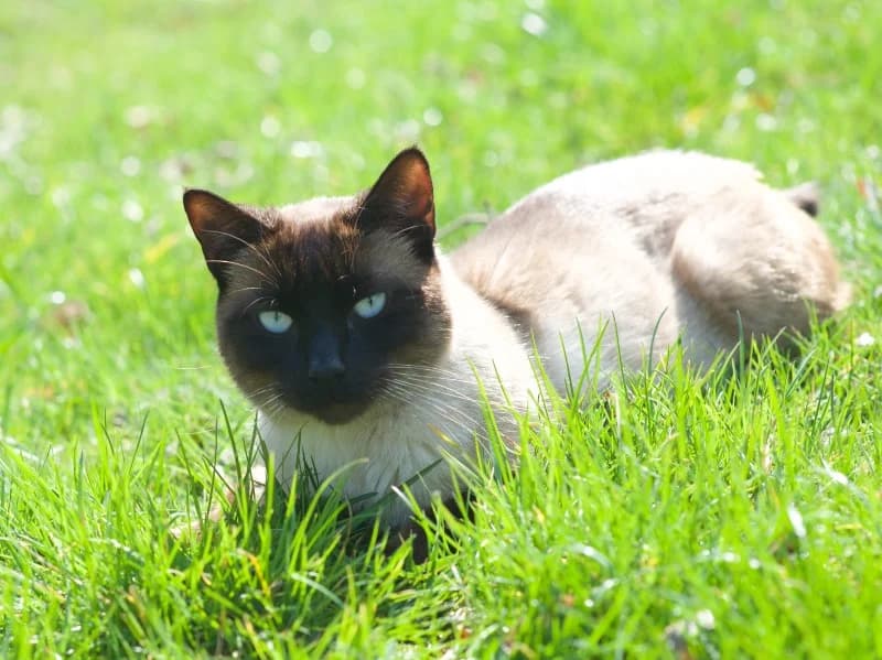 Tommy, male Mixed Breed for adoption at Kleiner Gnadenhof e.V., Schwaan / OT Letschow