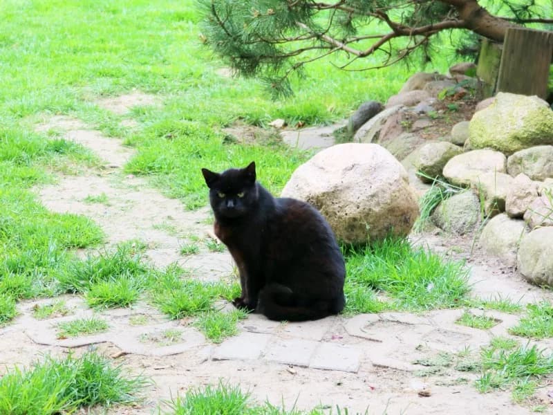 Wildi, male Mixed Breed for adoption at Kleiner Gnadenhof e.V., Schwaan / OT Letschow