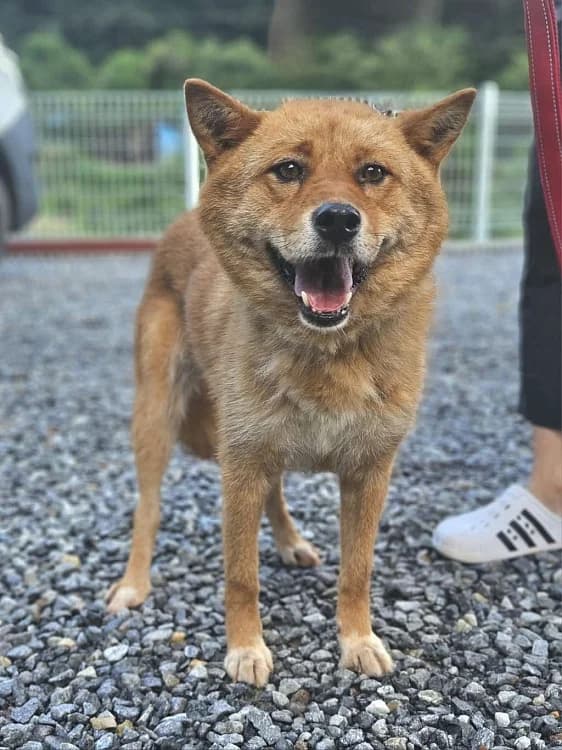 Grey, female senior Mixed Breed for adoption at German Hands meet Korean Paws e.V., Ebstorf