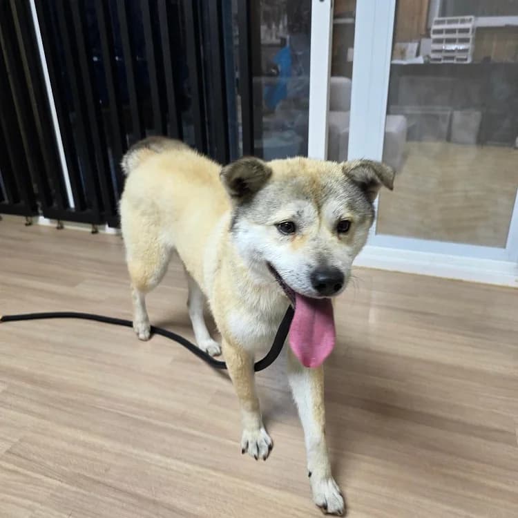 Ongi, male 4yo Mixed Breed for adoption at German Hands meet Korean Paws e.V., Ebstorf
