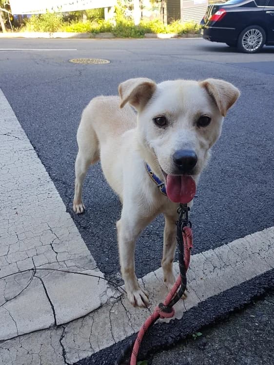 Dorie, male 7yo Labrador Retriever for adoption at German Hands meet Korean Paws e.V., Ebstorf