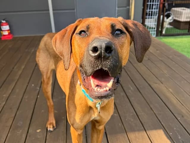 Dodam, male Mixed Breed for adoption at German Hands meet Korean Paws e.V.