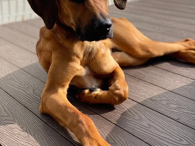 Dodam, male Mixed Breed for adoption at German Hands meet Korean Paws e.V. — photo 2 of 39