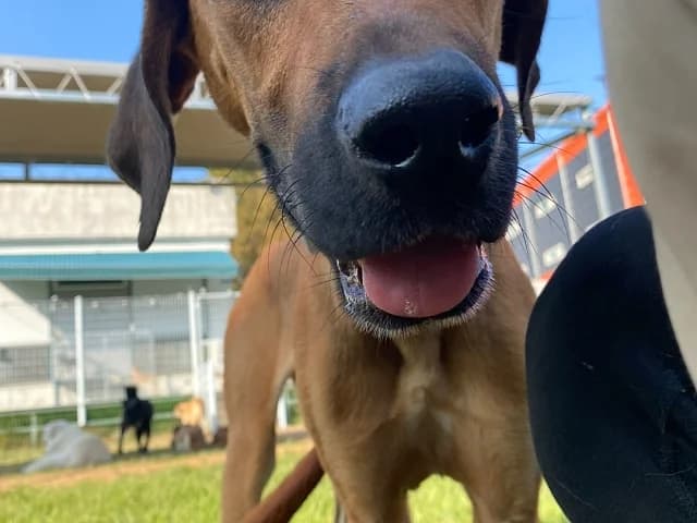 Dodam, male Mixed Breed for adoption at German Hands meet Korean Paws e.V. — photo 3 of 39