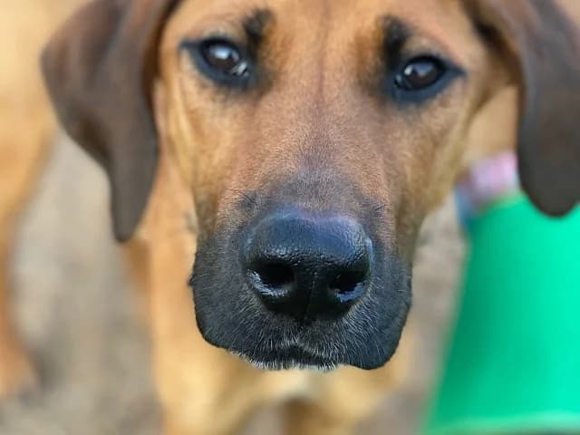 Dodam, male Mixed Breed for adoption at German Hands meet Korean Paws e.V. — photo 4 of 39