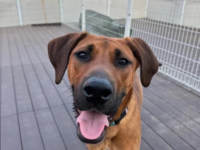 Dodam, male Mixed Breed for adoption at German Hands meet Korean Paws e.V. — photo 5 of 39