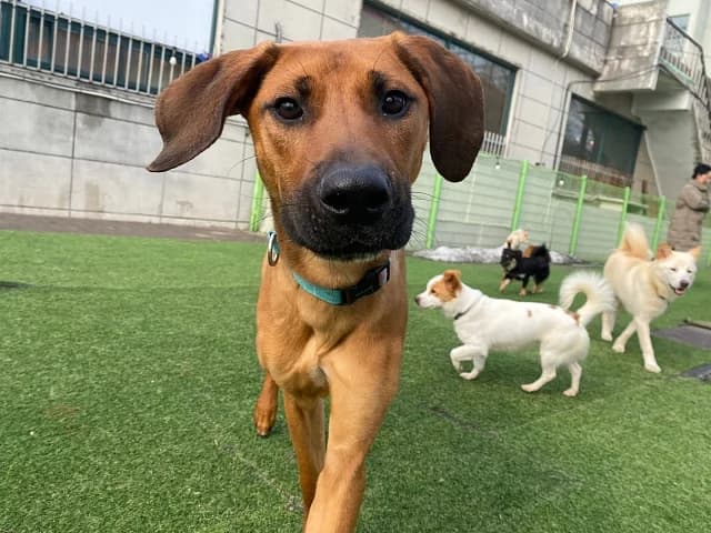 Dodam, male Mixed Breed for adoption at German Hands meet Korean Paws e.V. — photo 6 of 39