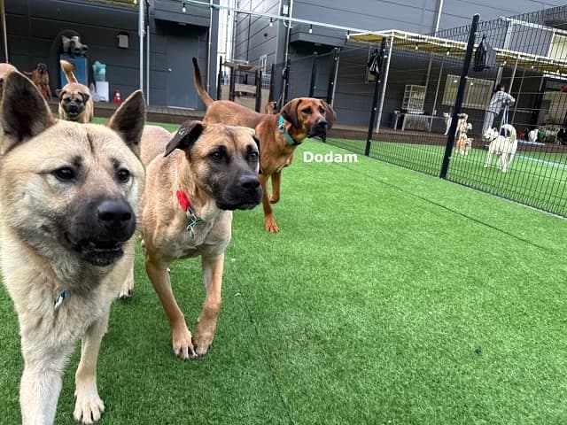 Dodam, male Mixed Breed for adoption at German Hands meet Korean Paws e.V. — photo 7 of 39