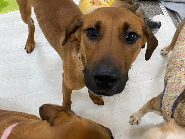 Dodam, male Mixed Breed for adoption at German Hands meet Korean Paws e.V. — photo 8 of 39