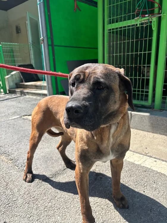 Hope, female 7yo Mixed Breed for adoption at German Hands meet Korean Paws e.V., Ebstorf