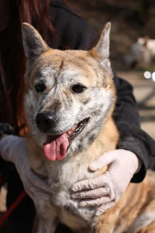 Reba, female senior Mixed Breed for adoption at German Hands meet Korean Paws e.V., Ebstorf