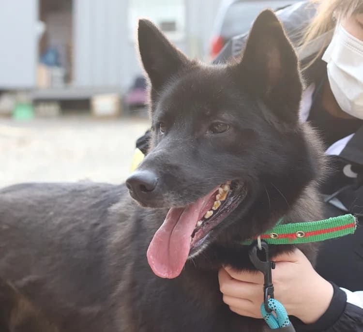 Kanta, female senior Mixed Breed for adoption at German Hands meet Korean Paws e.V., Ebstorf