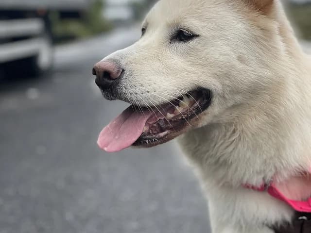 Lady, female Mixed Breed for adoption at German Hands meet Korean Paws e.V.