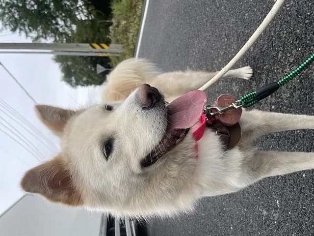 Lady, female Mixed Breed for adoption at German Hands meet Korean Paws e.V. — photo 2 of 15