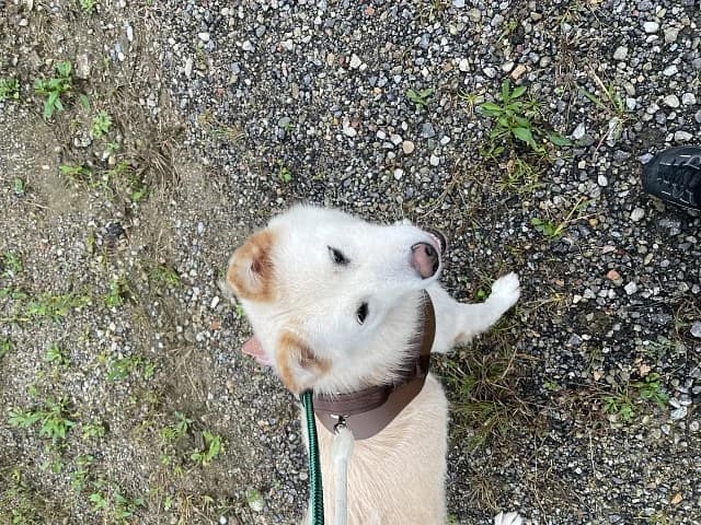 Lady, female Mixed Breed for adoption at German Hands meet Korean Paws e.V. — photo 3 of 15