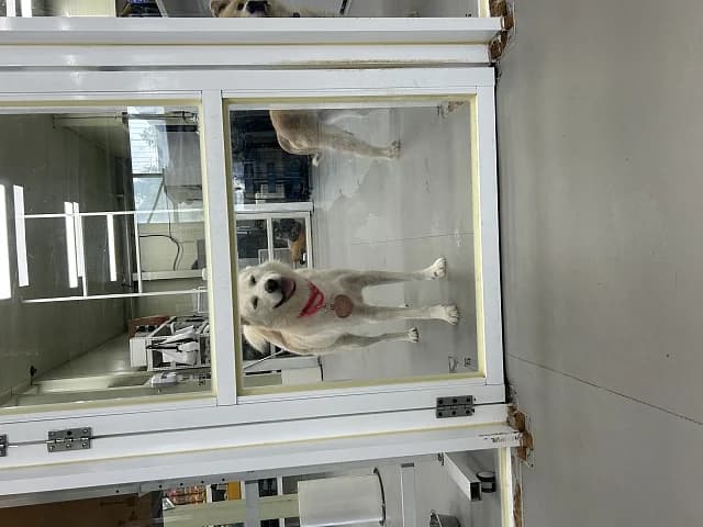 Lady, female Mixed Breed for adoption at German Hands meet Korean Paws e.V. — photo 4 of 15