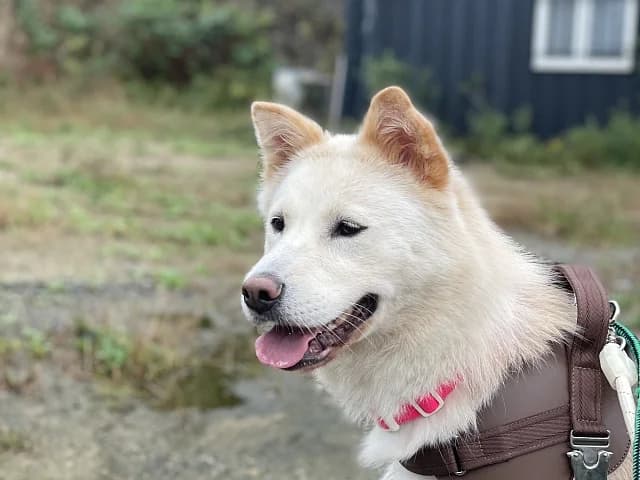 Lady, female Mixed Breed for adoption at German Hands meet Korean Paws e.V. — photo 5 of 15
