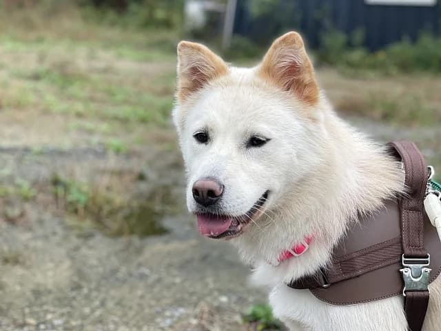 Lady, female Mixed Breed for adoption at German Hands meet Korean Paws e.V. — photo 7 of 15