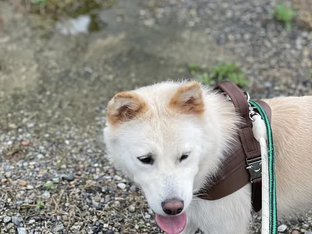 Lady, female Mixed Breed for adoption at German Hands meet Korean Paws e.V. — photo 8 of 15