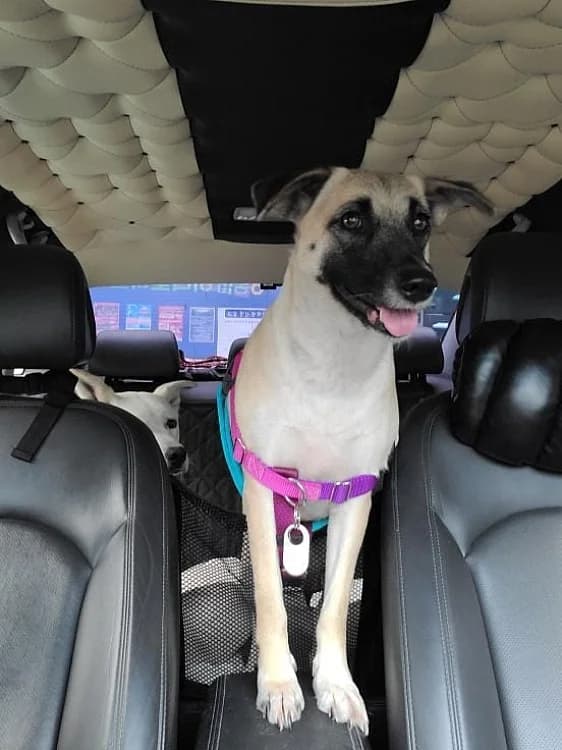 Woody, female young Mixed Breed for adoption at German Hands meet Korean Paws e.V., Ebstorf