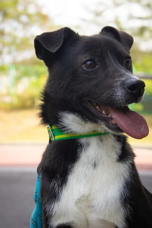 Cola, male 5yo Mixed Breed for adoption at German Hands meet Korean Paws e.V., Ebstorf