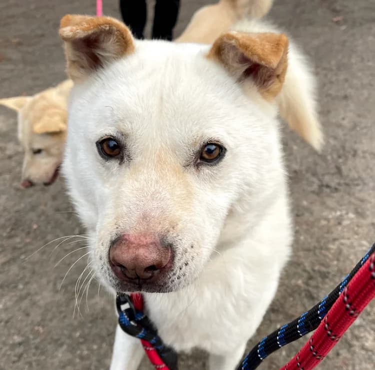 Diamond, male Mixed Breed for adoption at German Hands meet Korean Paws e.V., Ebstorf