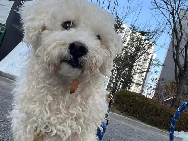 Nubi, male Bichon Frisé for adoption at German Hands meet Korean Paws e.V.