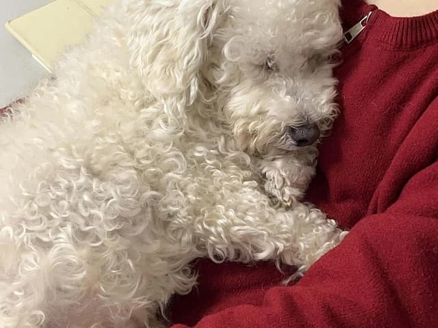 Nubi, male Bichon Frisé for adoption at German Hands meet Korean Paws e.V. — photo 2 of 3