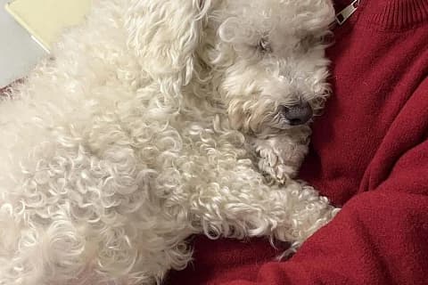 Nubi, male Bichon Frisé for adoption at German Hands meet Korean Paws e.V. — photo 3 of 3