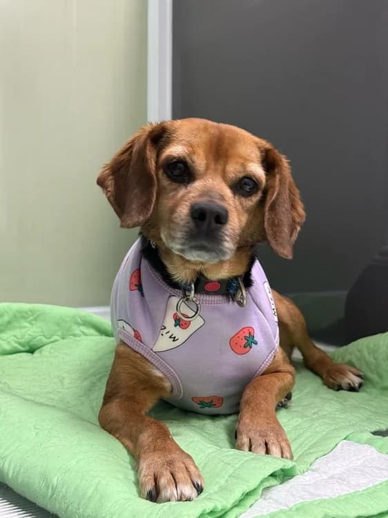 Toby, male Beagle for adoption at German Hands meet Korean Paws e.V.