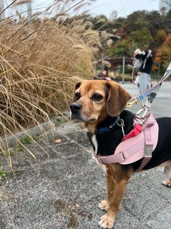 Toby, male Beagle for adoption at German Hands meet Korean Paws e.V. — photo 2 of 15