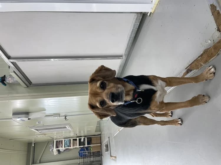 Toby, male Beagle for adoption at German Hands meet Korean Paws e.V. — photo 3 of 15